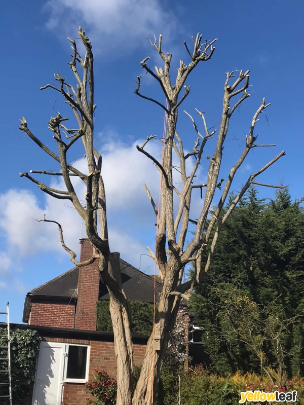 A1 Town and Country Tree Care Ltd