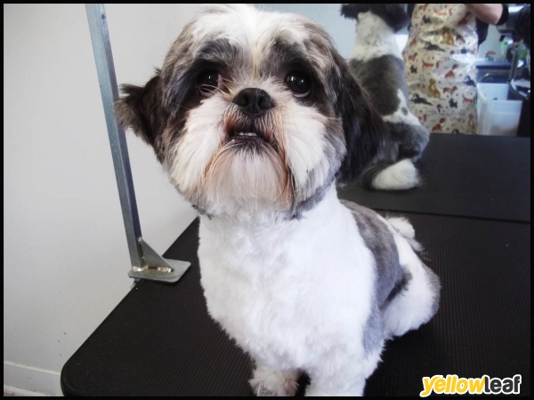 Scruffs To Fluffs Dog Grooming Burntwood