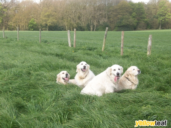 Caninecountrycottage