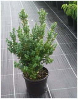 Hedging UK