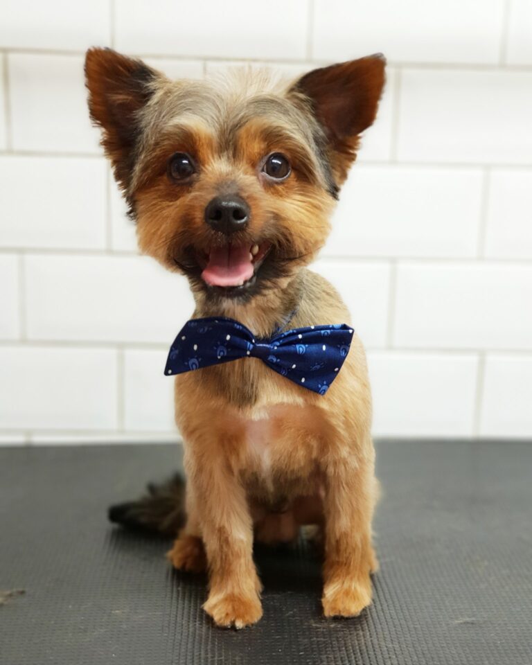 Woof & Ready Pets - Dog Grooming in Warrington
