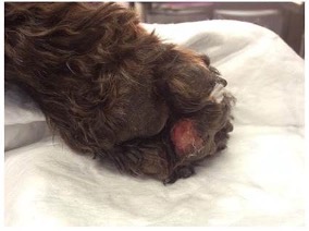 Alabama Rot