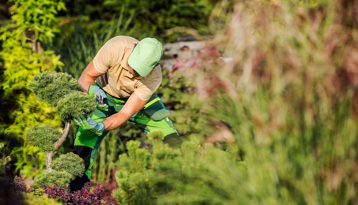 Rotherham Tree Services
