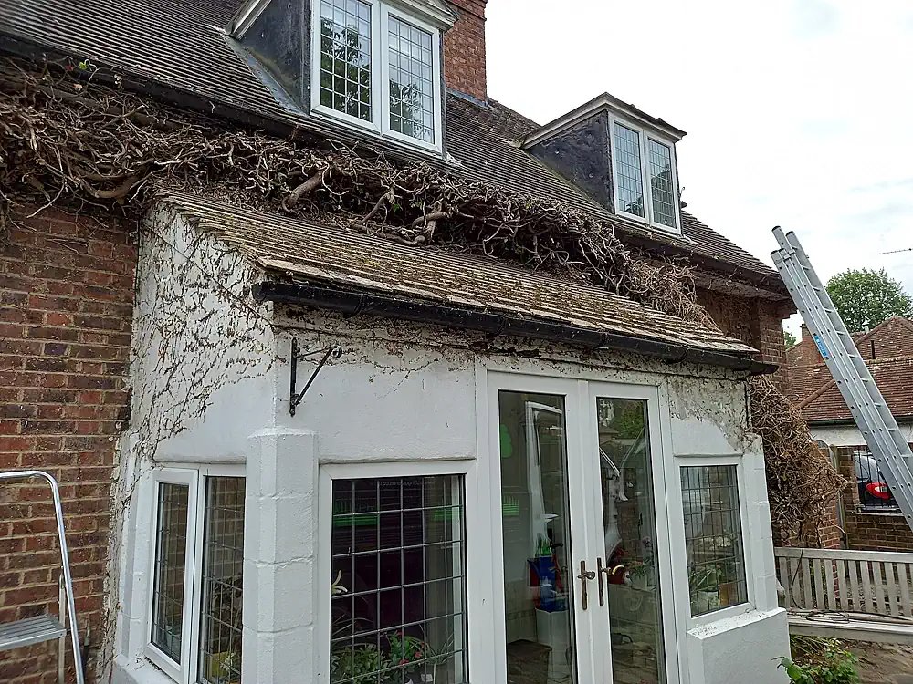 London Tree Surgeons