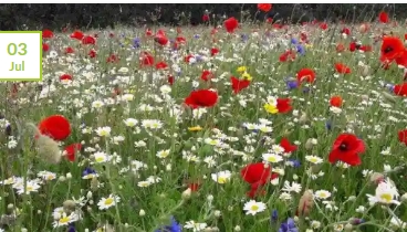 Wildflower Seeds Online