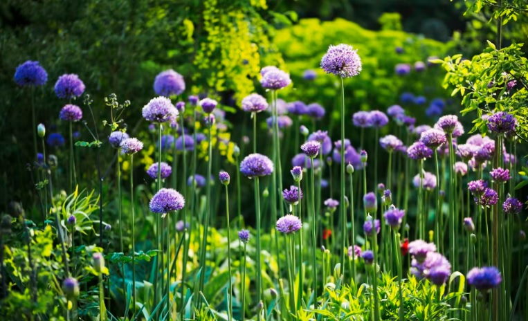 Green Gardening Services Bournemouth