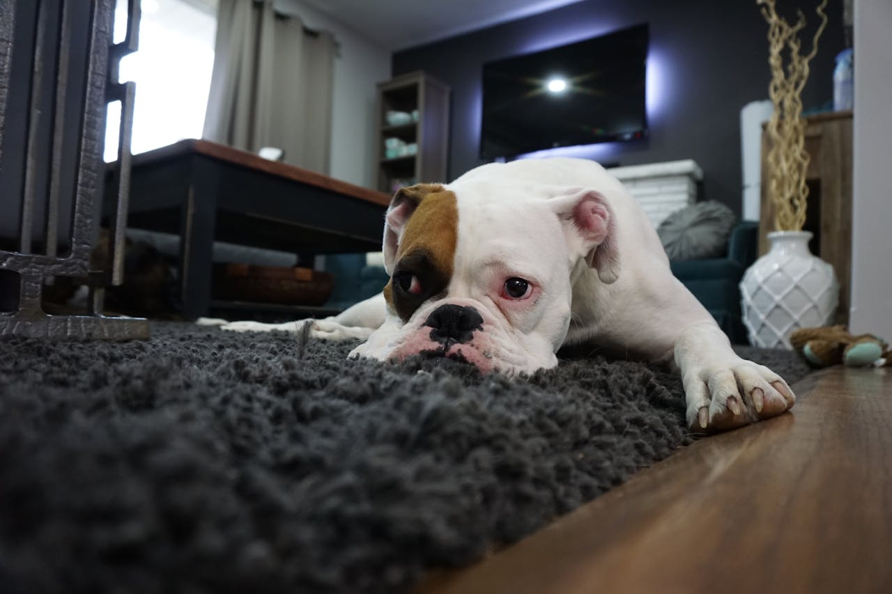 Carpet Cleaning York