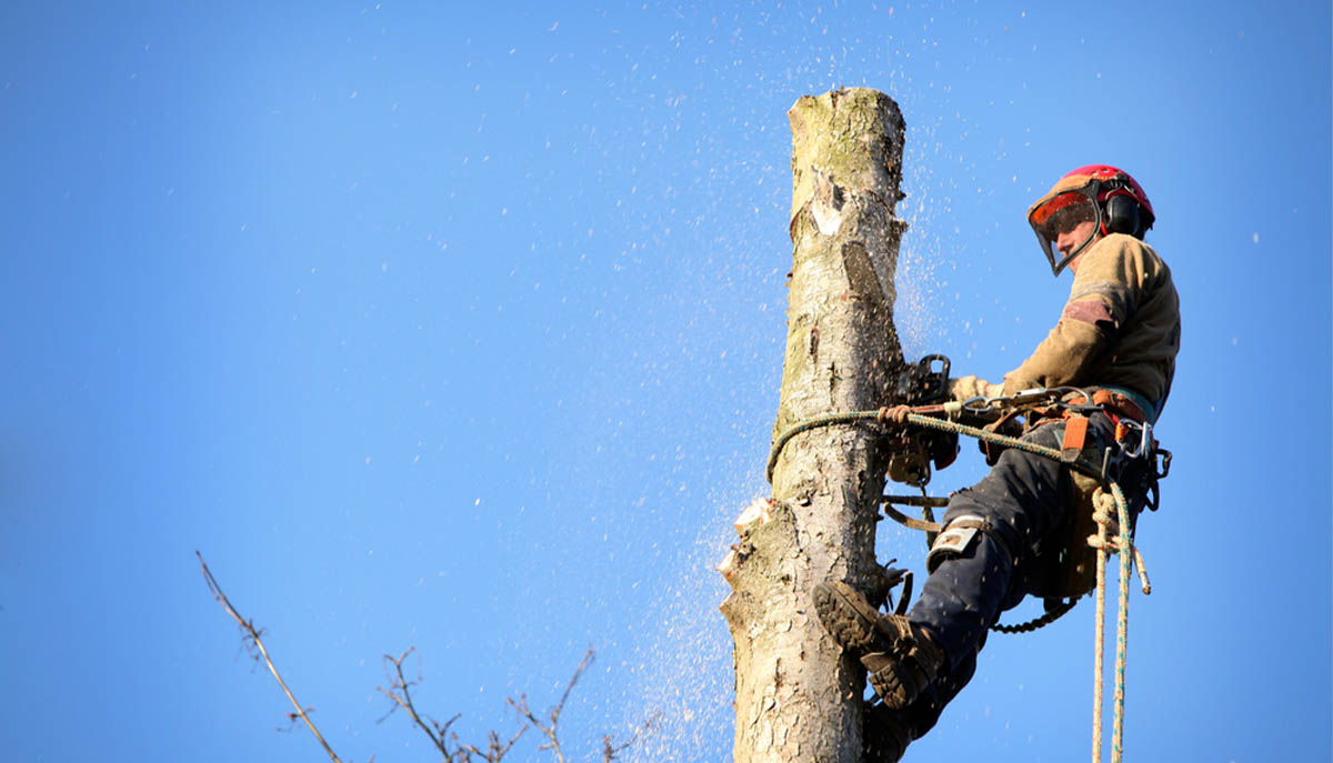 Leicester Tree Services