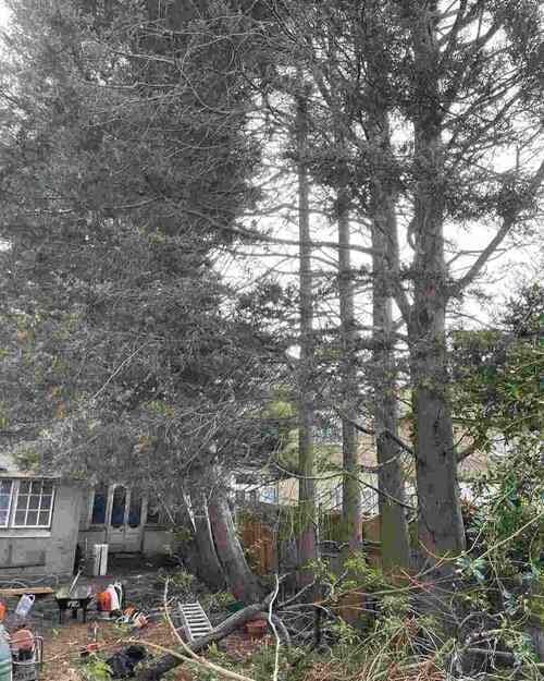 Chigwell Tree Services