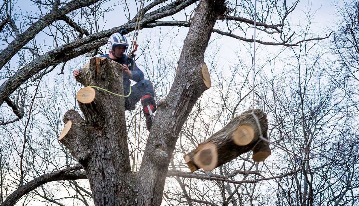 Nottingham Tree Surgeons