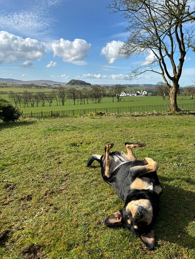 Loudounhill Country Bark