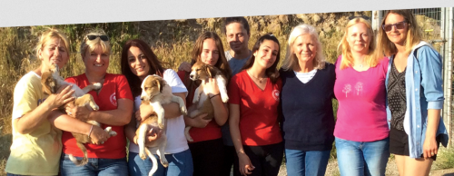 Starlight Barking Dog Rescue Trust