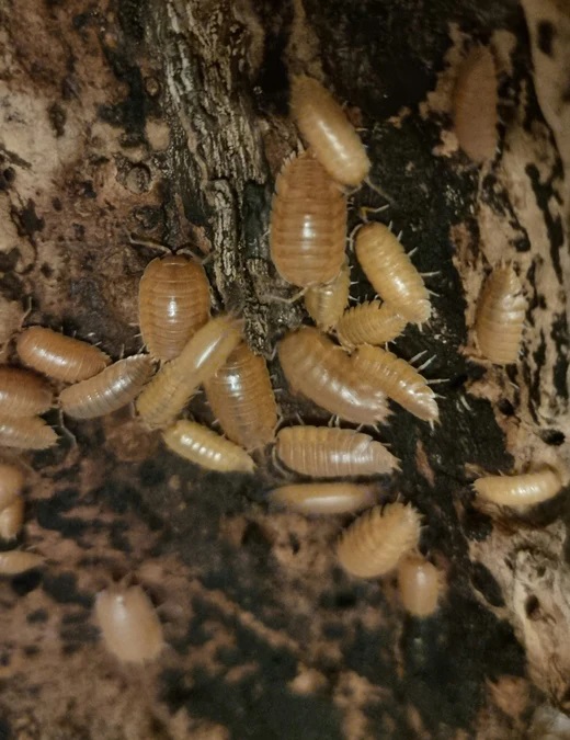 Postpods