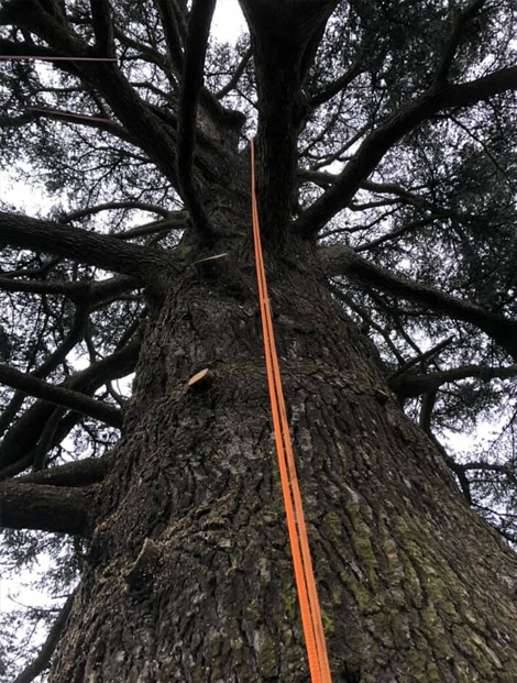 Collison Tree Care - Tree Surgeons Bedfordshire
