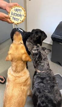 Your Family Vets