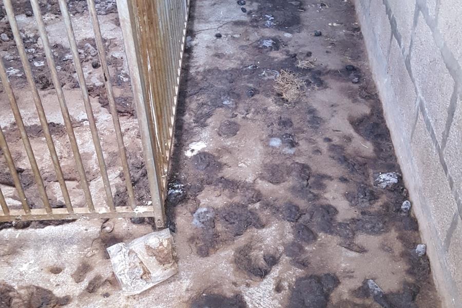 Border Extreme Cleaning