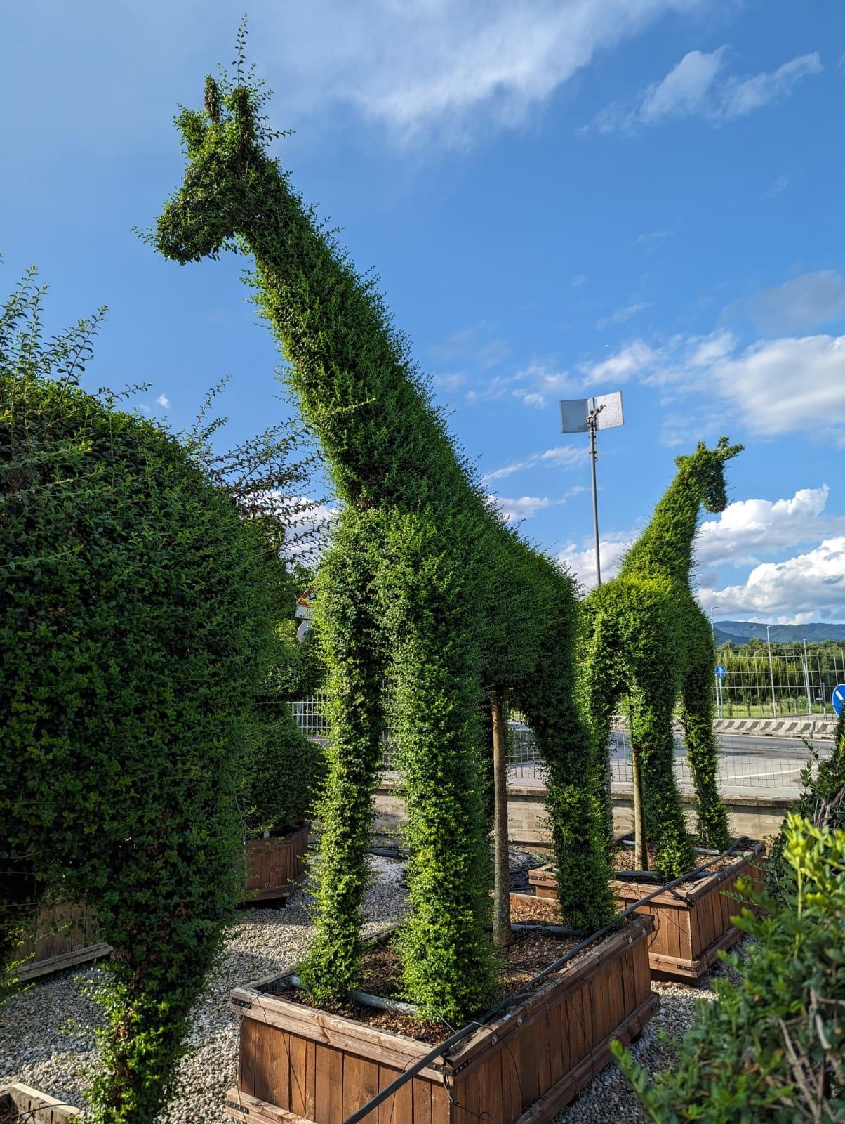 Garden Plants Online