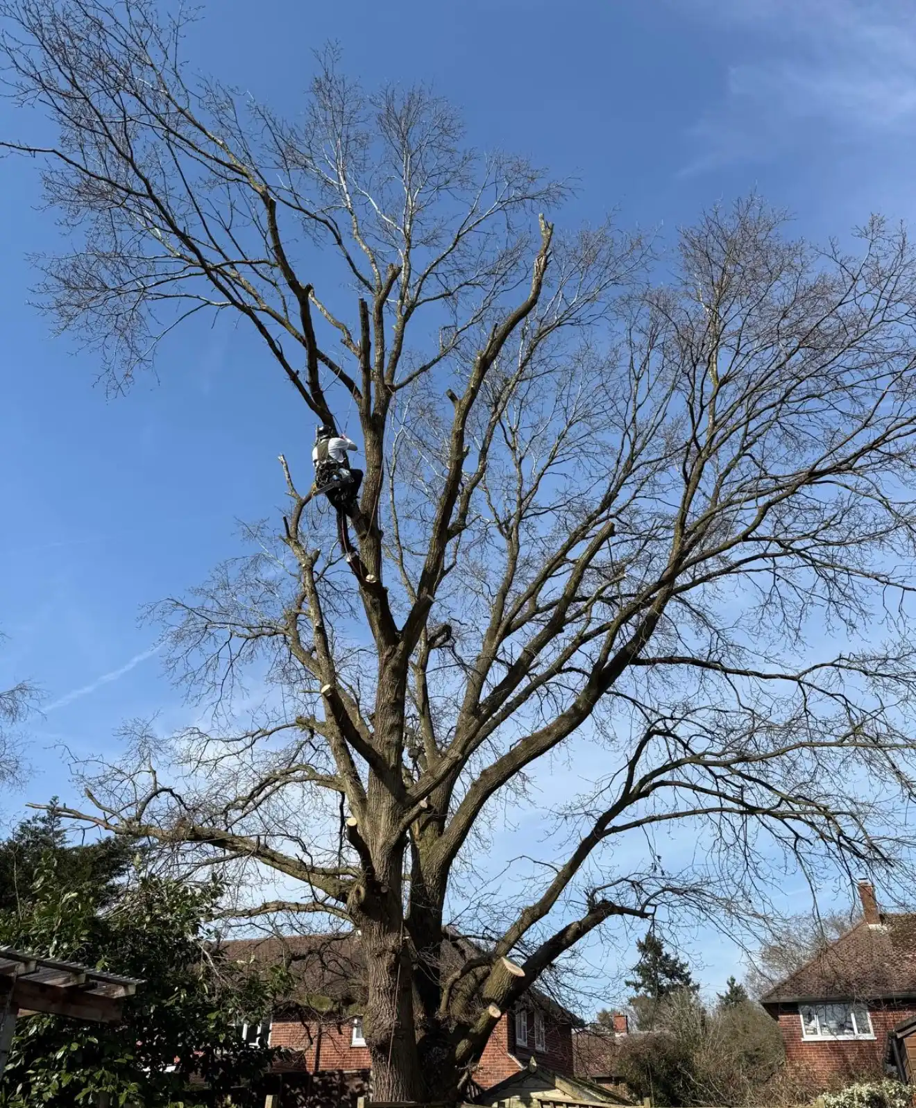 NGH Tree Care