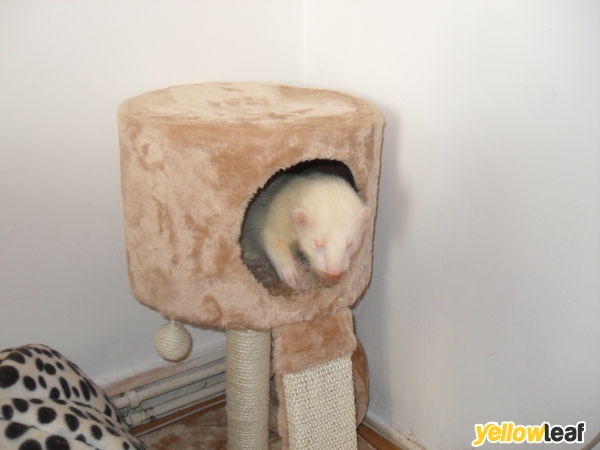 Awesome Pawsome