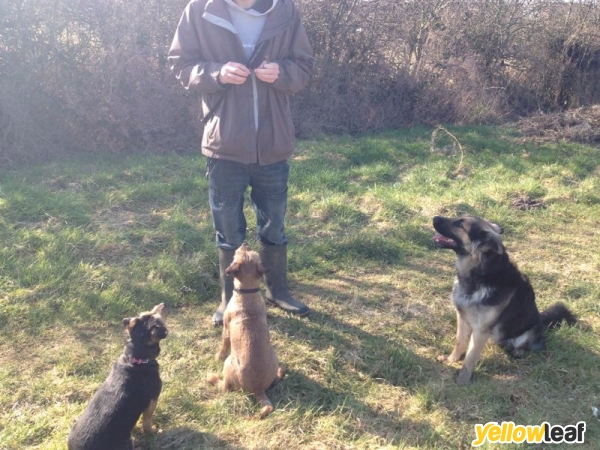 Care2pets
