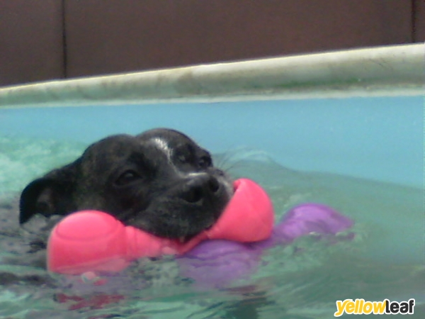 Doggie Paddles