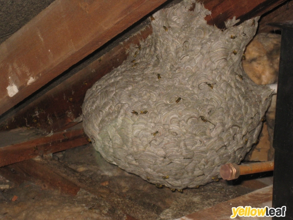 Predator Pest Solutions Ltd