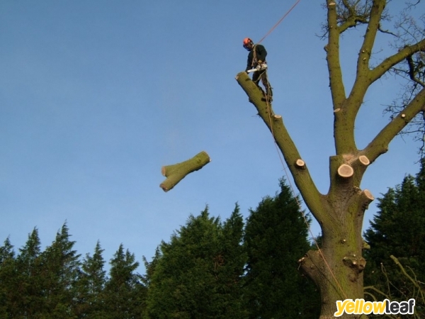 The Sussex Tree Company