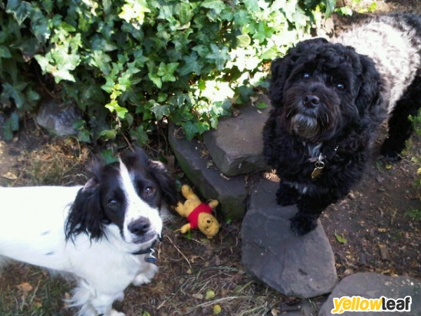 Fern Villa, small dog boarding