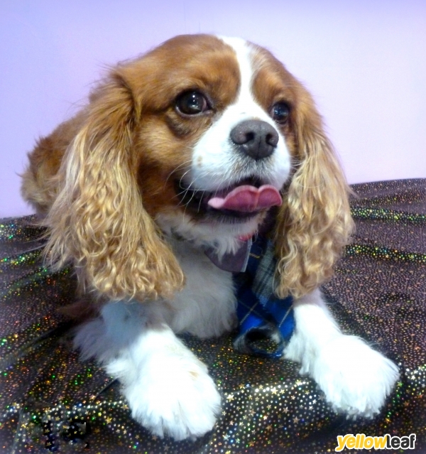 Mutley Makeovers