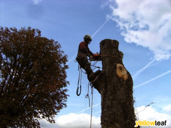Tree Specific