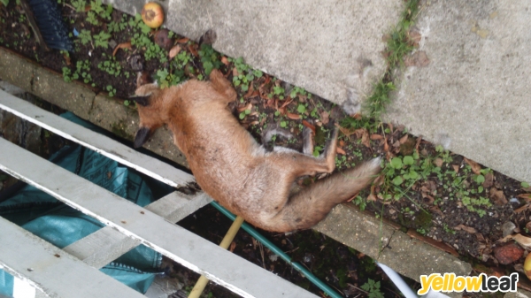 Fox Control London
