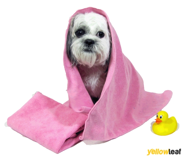 Hinckley Pets In Home