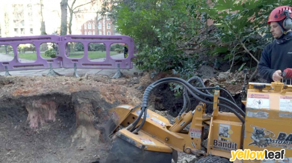 Surrey Tree Services