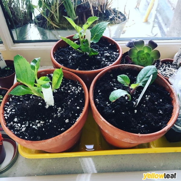 The Lady Gardener
