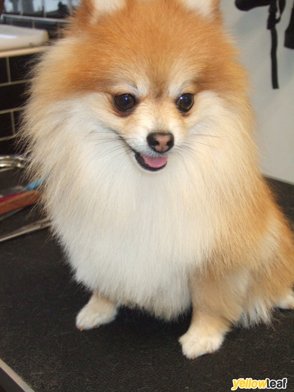 Pedigree Cuts Dog Grooming