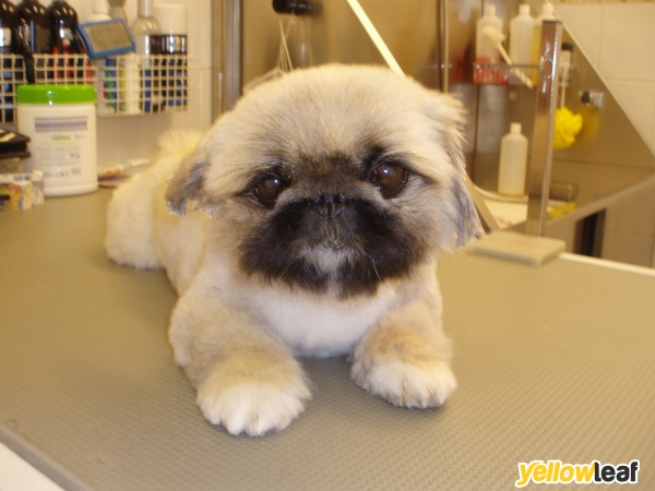 Laundro-mutt Dog Grooming