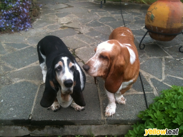 Jazzy Dogs