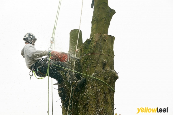 JW TREE SURGERY & GARDENS