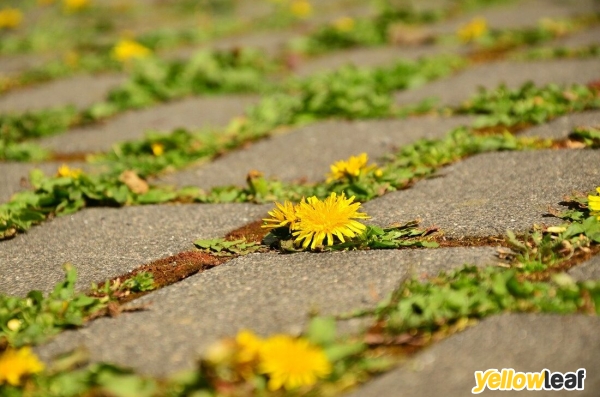 Premium Landscaping