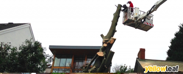 Bishopswood Tree Surgeons Ltd