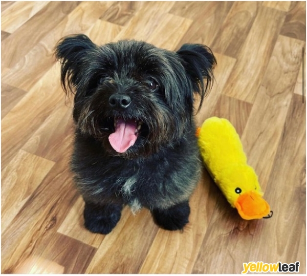 Lil’doggie