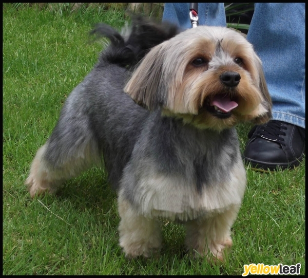 Scruffs To Fluffs Dog Grooming Burntwood