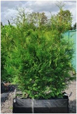 Hedging UK