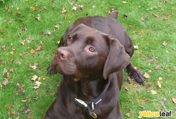 Ivan's Dog Walking and Pet Care Witney