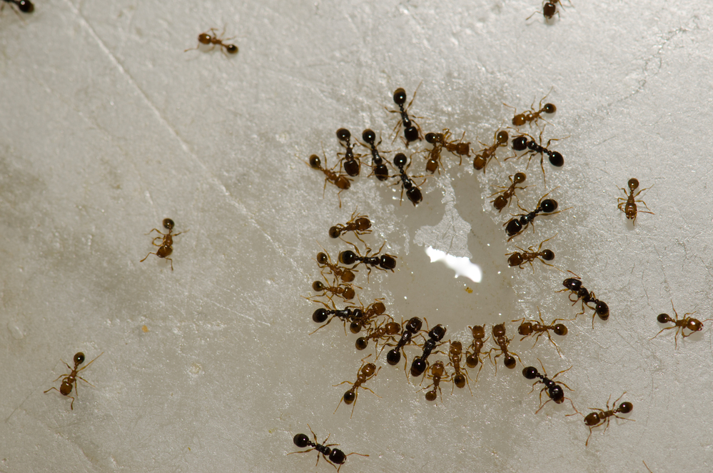 Bugwise Pest Control 