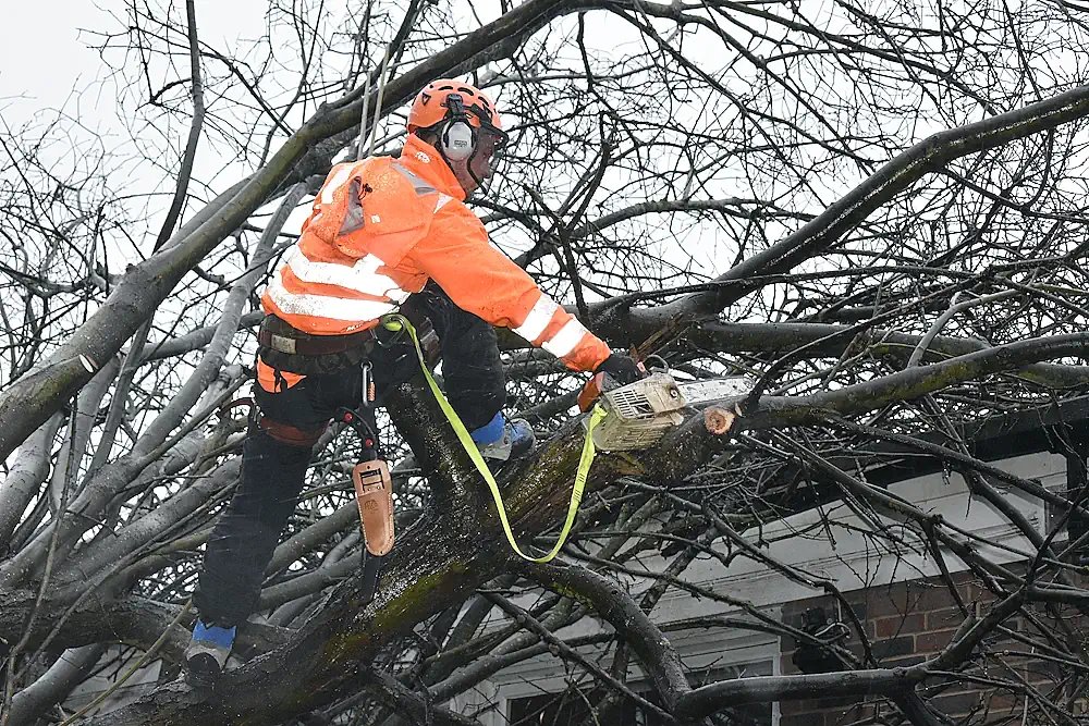 London Tree Surgeons