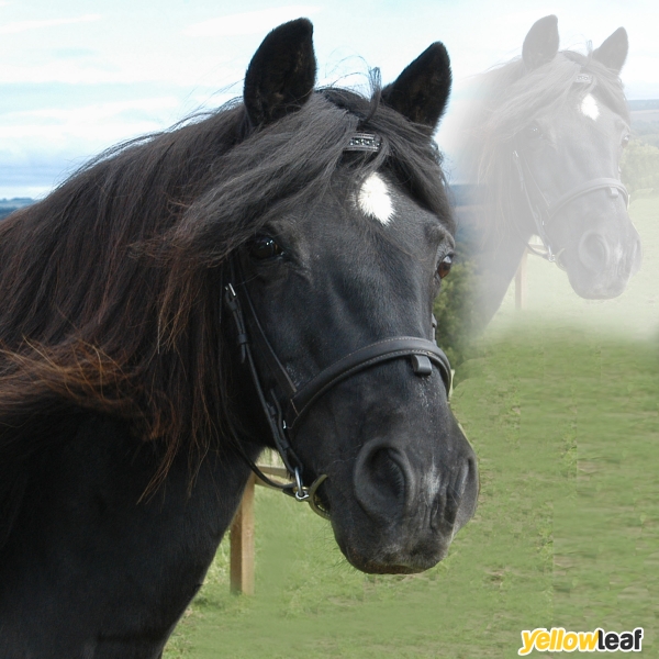 Photoart Pets