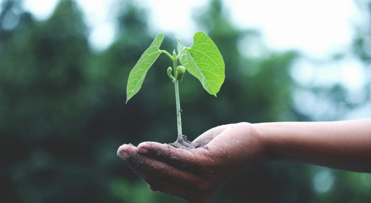 Green Gardening Services Bournemouth