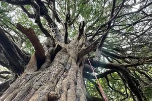 TD Tree & Land Services Ltd