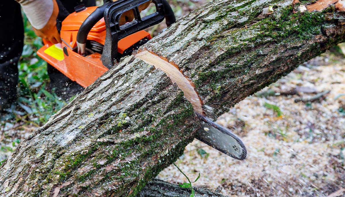 Nottingham Tree Surgeons